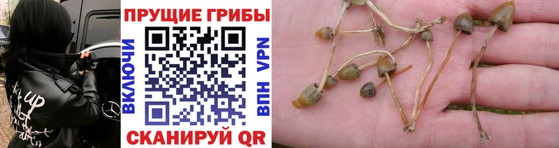 где можно купить наркотик Балашиха сайты даркнета как зайти Галлюциногенные грибы MAGIC MUSHROOMS